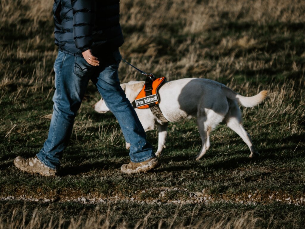 man walking with guide dog